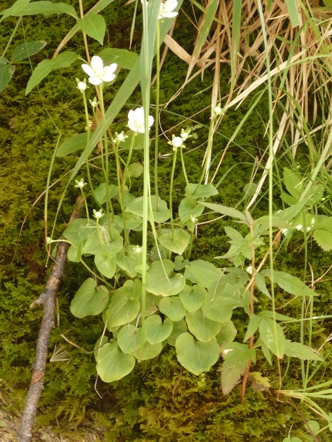 Parnassia palustris