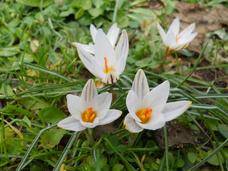 Crocus biflorus