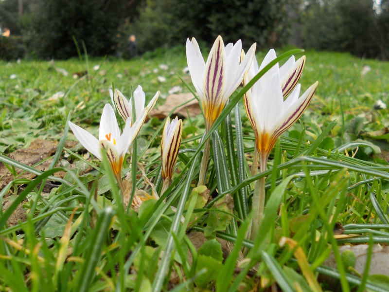 Crocus biflorus