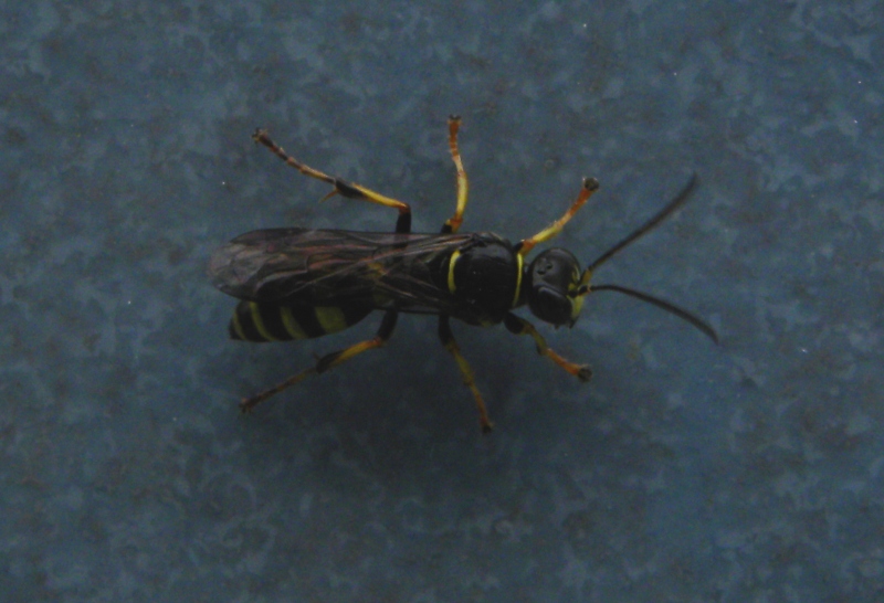 piccola vespa da id (Gorytes sp.).