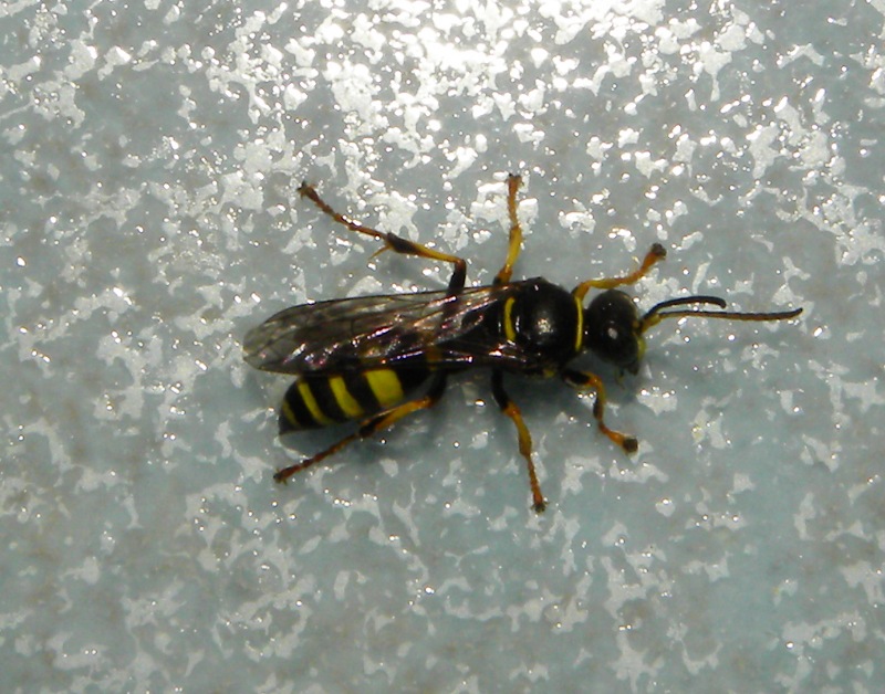 piccola vespa da id (Gorytes sp.).