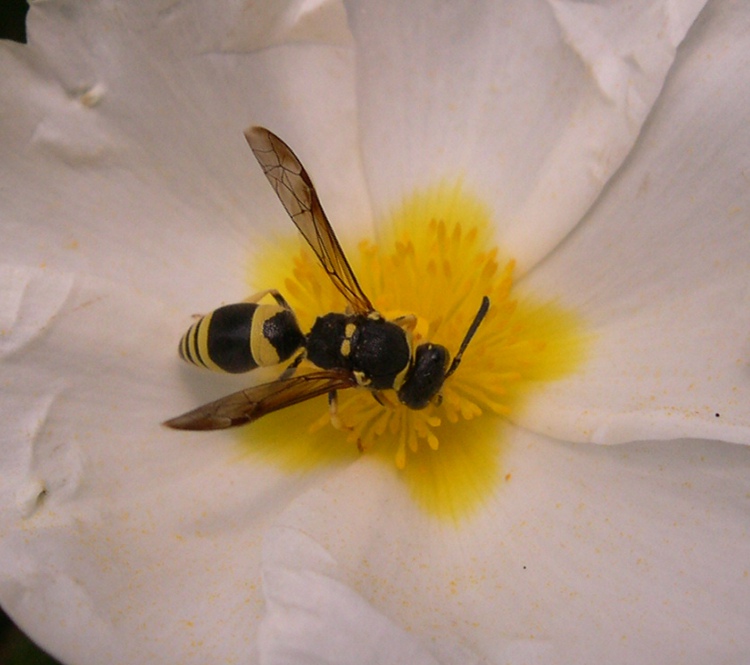 Vespidae Eumeninae simile ad Ancistrocerus