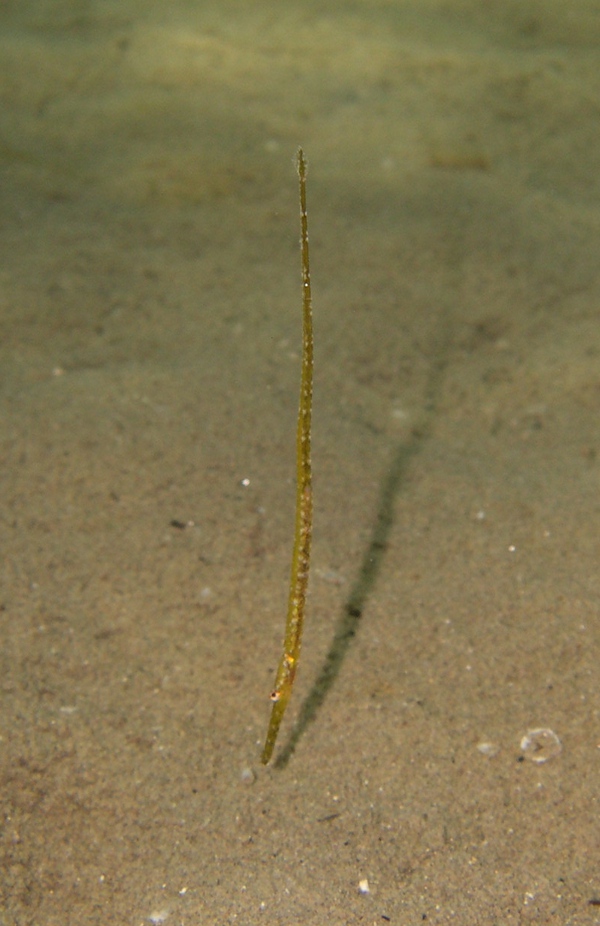 Ma quanto sar carino? (Syngnathus abaster)