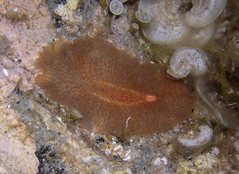 Stylochus sp.