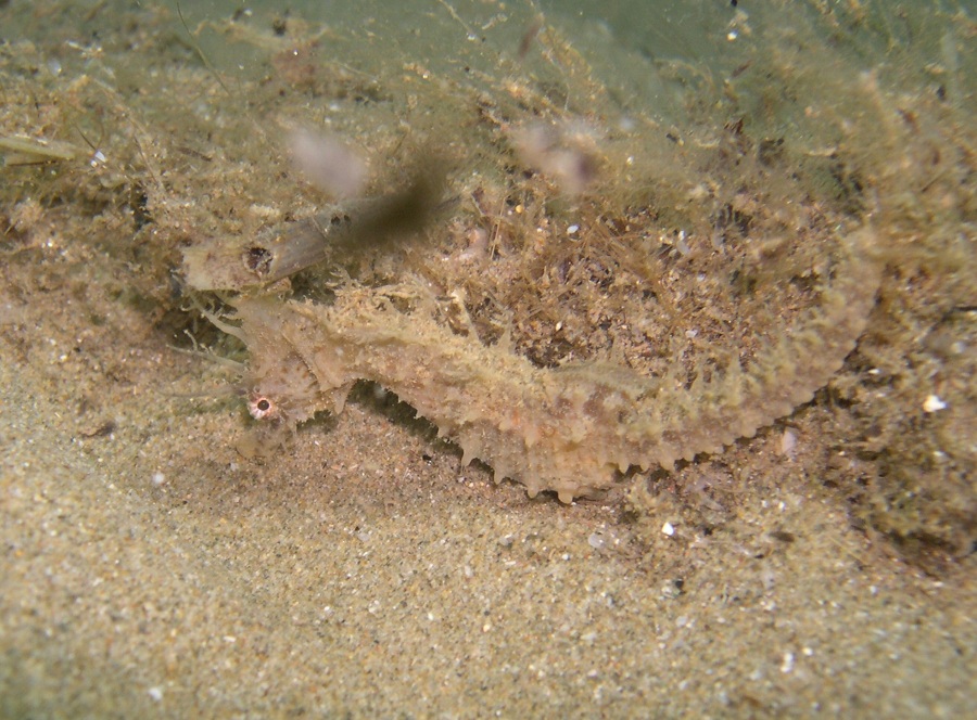 cavallucci (Hippocampus hippocampus)