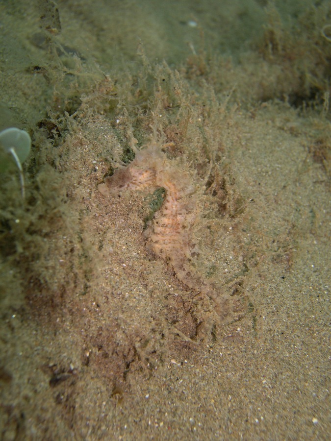 cavallucci (Hippocampus hippocampus)