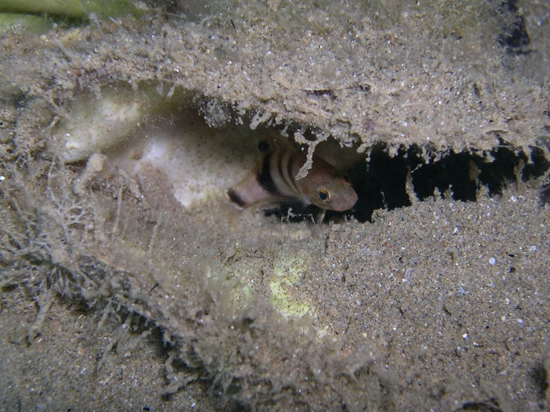 Serranus hepatus juvenile