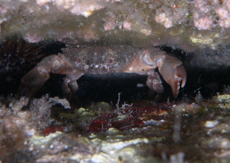 Due succiascogli: Lepadogaster lepadogaster e L. candolii