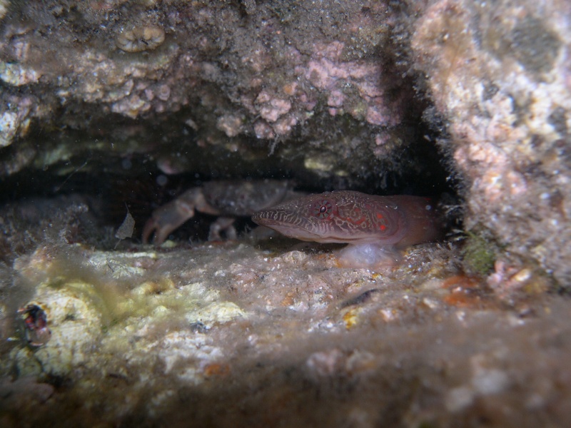 Due succiascogli: Lepadogaster lepadogaster e L. candolii