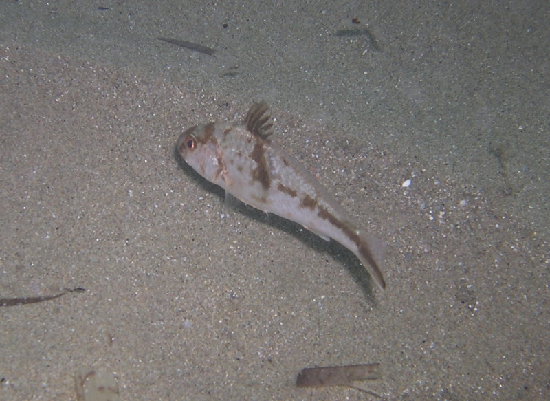 juvenile Umbrina cirrosa