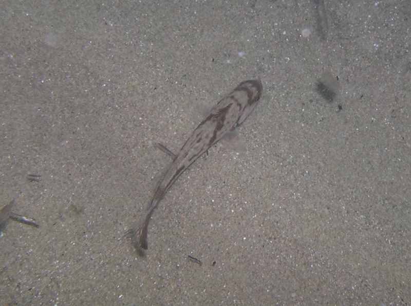 juvenile Umbrina cirrosa