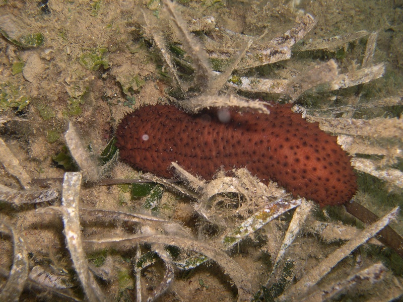 Holothuria sanctori da Punta Ala