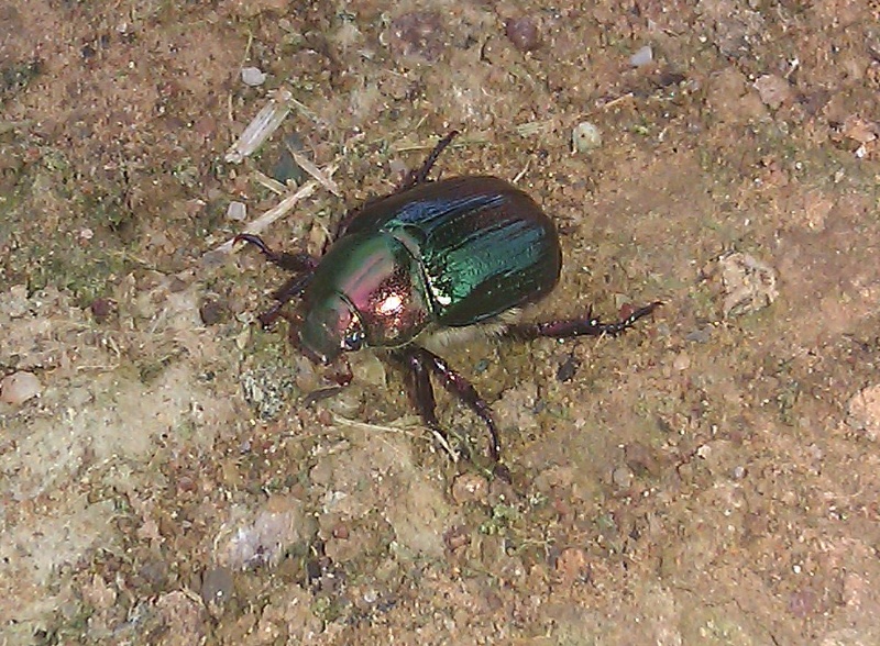 coleottero verde: Rutelidae; Mimela junii o Anomala sp.