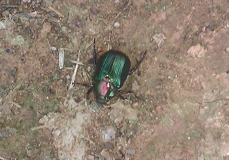 coleottero verde: Rutelidae; Mimela junii o Anomala sp.