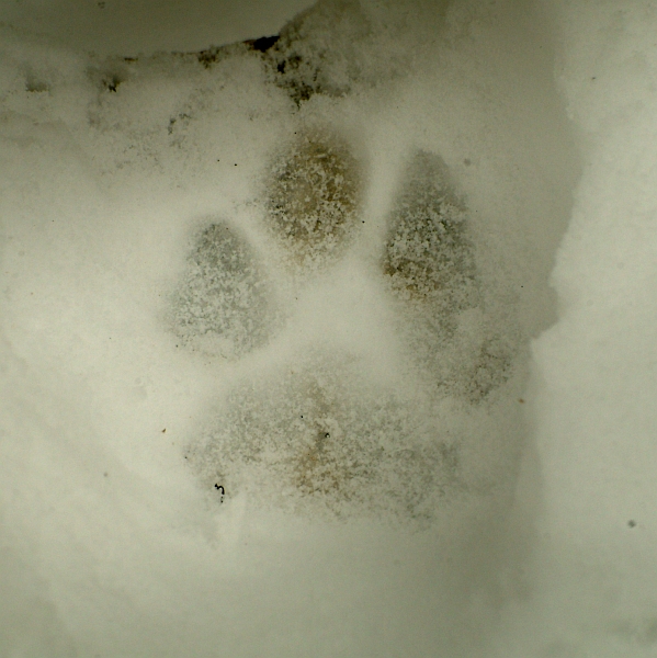 La lince nell'' Appennino centrale