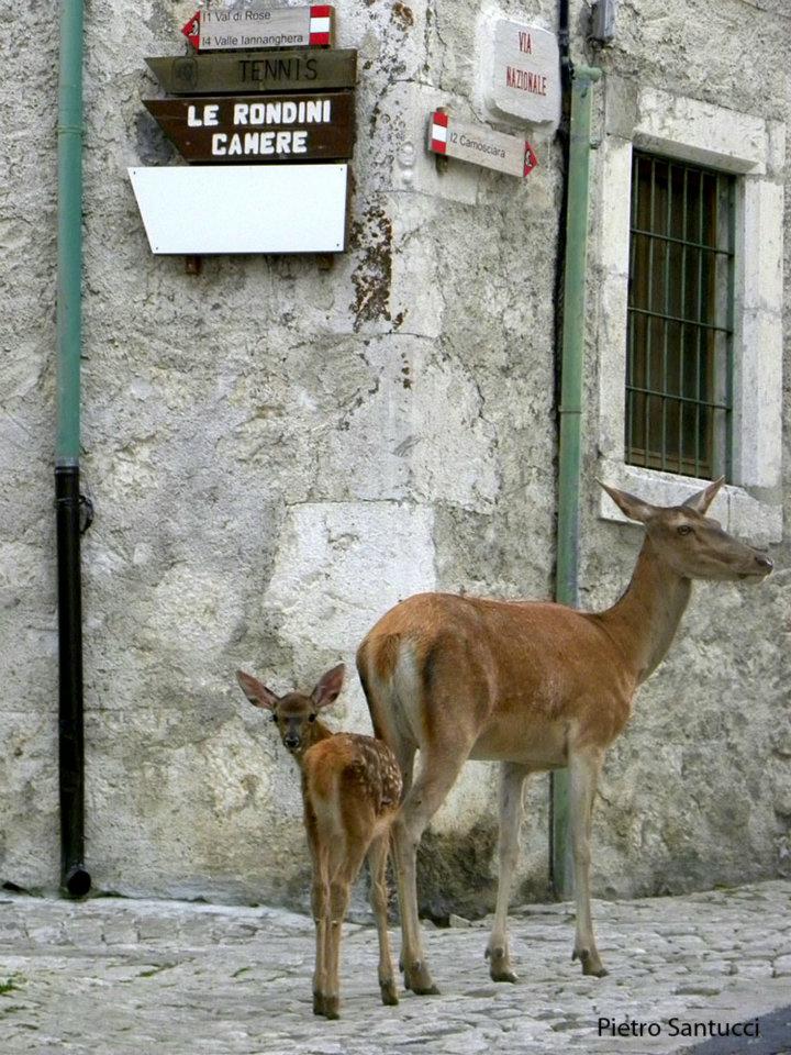 PASSIONE PER IL CERVO