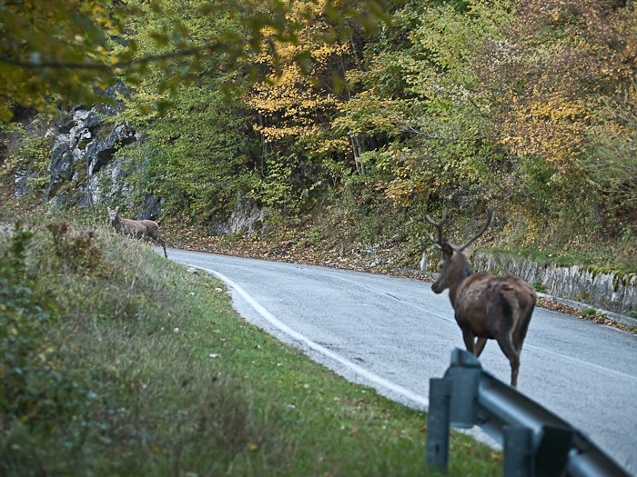 Finalmente l''orso!