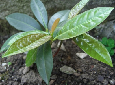 Piccola pianta dal fusto legnoso - Prunus laurocerasus