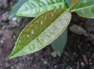 Piccola pianta dal fusto legnoso - Prunus laurocerasus