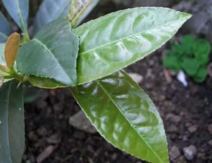 Piccola pianta dal fusto legnoso - Prunus laurocerasus