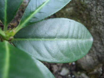 Piccola pianta dal fusto legnoso - Prunus laurocerasus