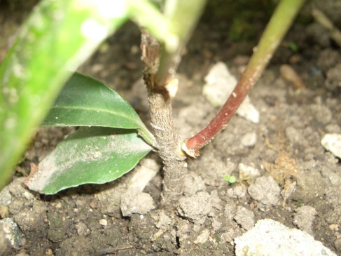 Piccola pianta dal fusto legnoso - Prunus laurocerasus