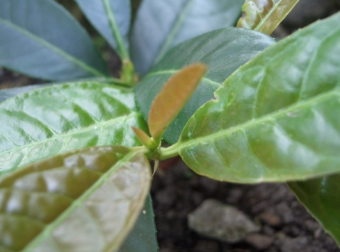 Piccola pianta dal fusto legnoso - Prunus laurocerasus