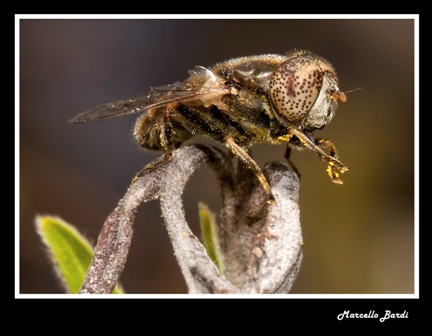 Identificazione