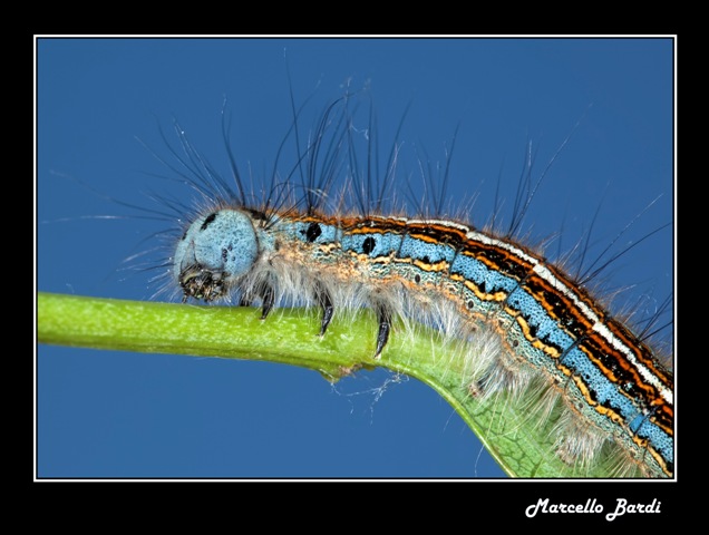 Identificazione melacosoma