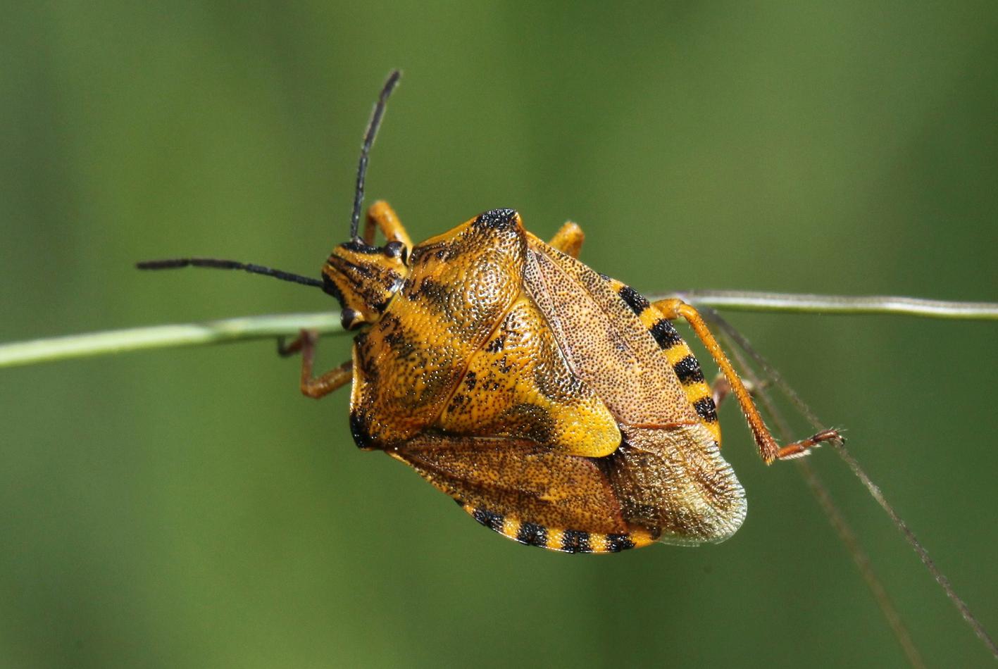 Pentatomidae: Carpocoris pudicus di Anghiari (Arezzo)