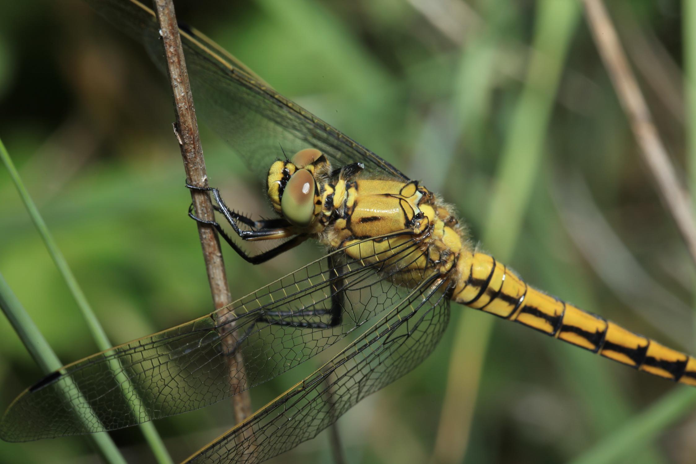 Identificazione libellula