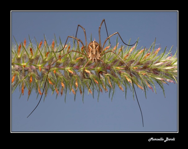 Metaphalangium  sp. da Sansepolcro (AR)