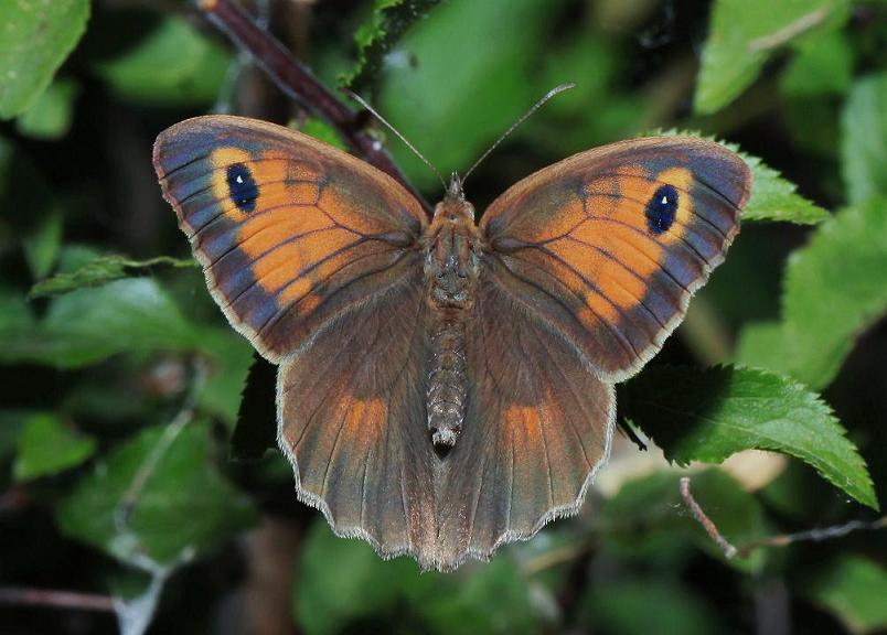 Identificazione farfalla