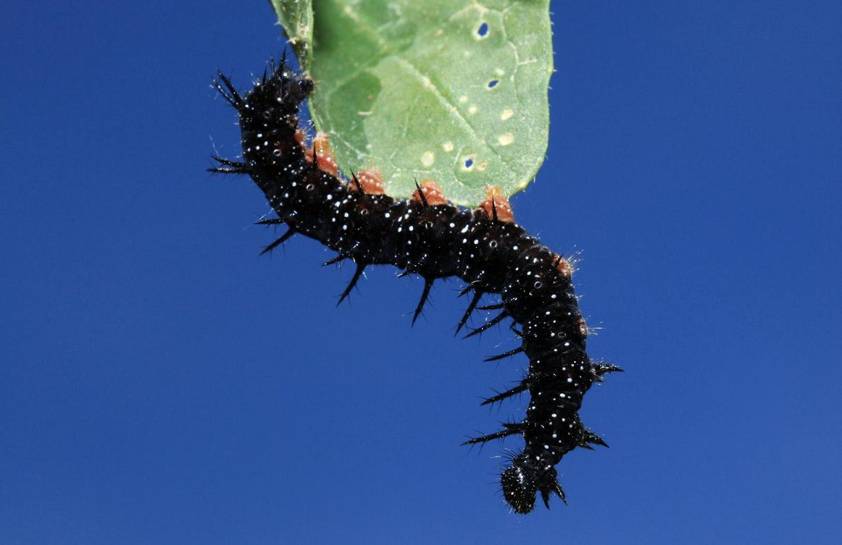 Larva di Aglais io