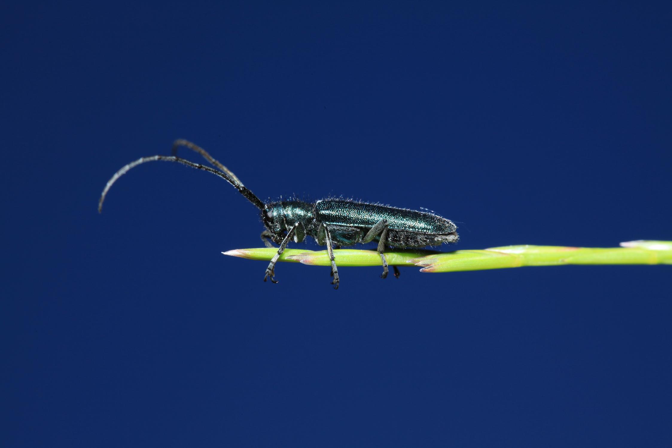 Agapanthia violacea