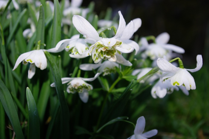 Cultivar di Galanthus nivalis