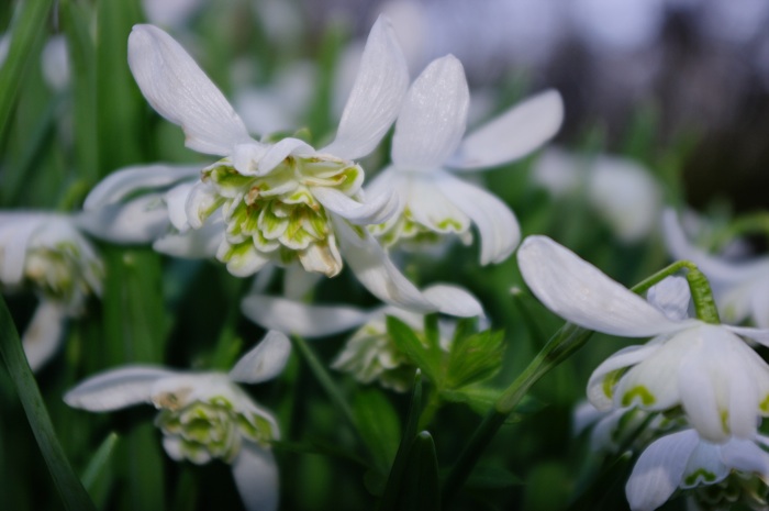 Cultivar di Galanthus nivalis