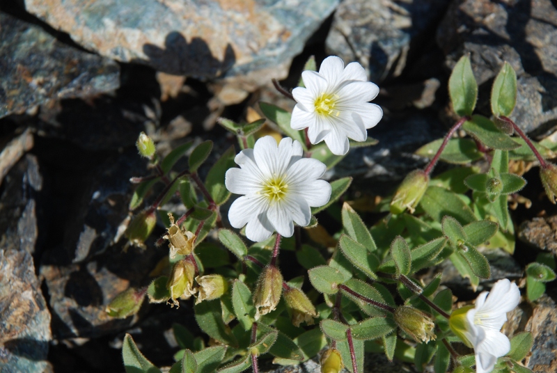 Cerastium cfr. latifolium