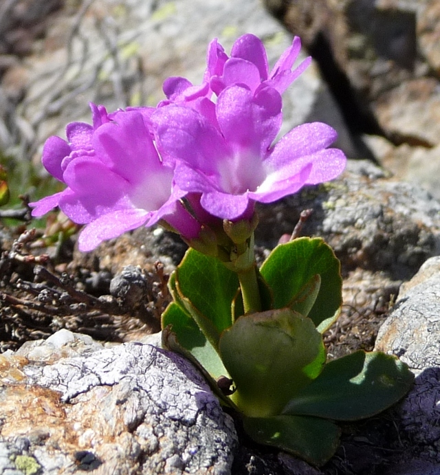 Primula pedemontana / Primula piemontese