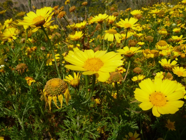 Glebionis coronaria