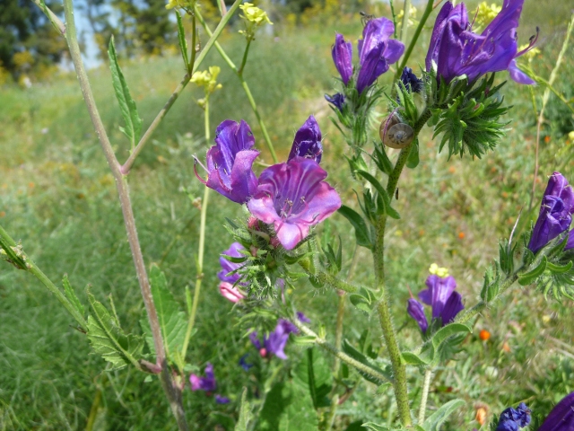 Echium plantagineum