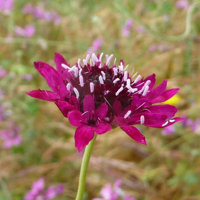 Sixalix atropurpurea