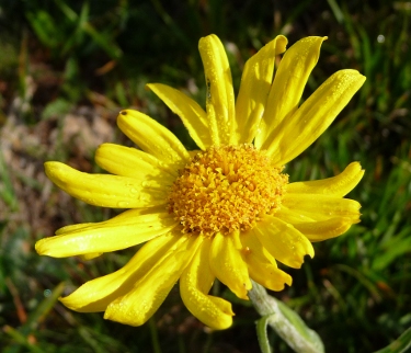 Senecio doronicum