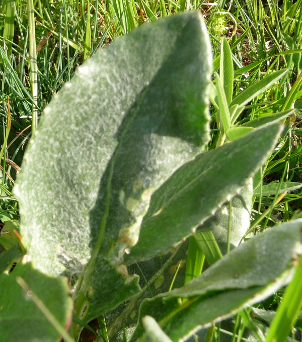 Senecio doronicum