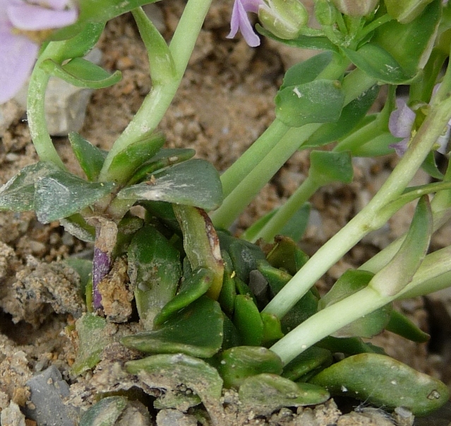 Noccaea rotundifolia (=Thlaspi rotundifolium) / Tlaspi a foglie rotonde