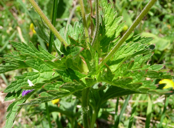 Geranium sylvaticum