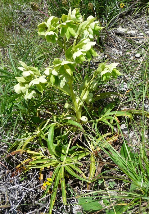 Helleborus