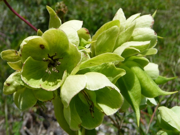 Helleborus