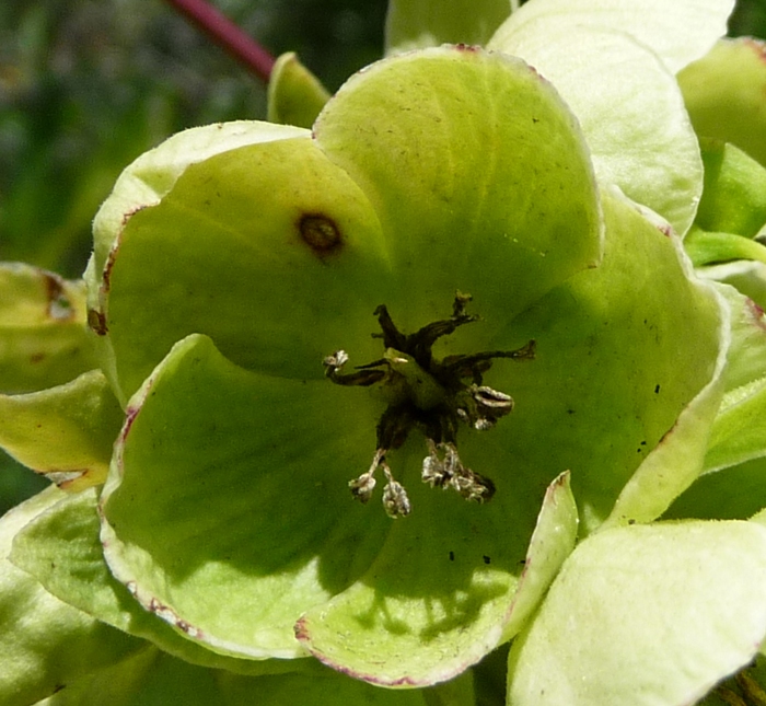 Helleborus