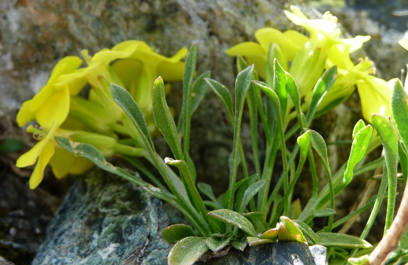 Erysimum cfr.jugicola